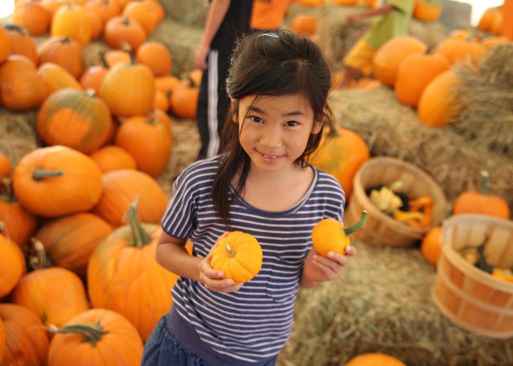 Harvest Farm Organisasi nonprofit di Colorado Join us at the Harvest Farm Fall Festival Denver Rescue 