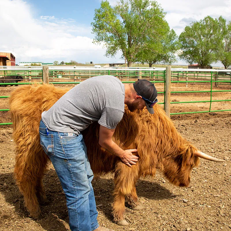 Staff member and cow at Harvest Farm.