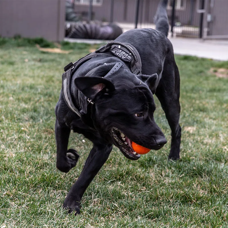 George, Denver Rescue Mission's therapy dog.