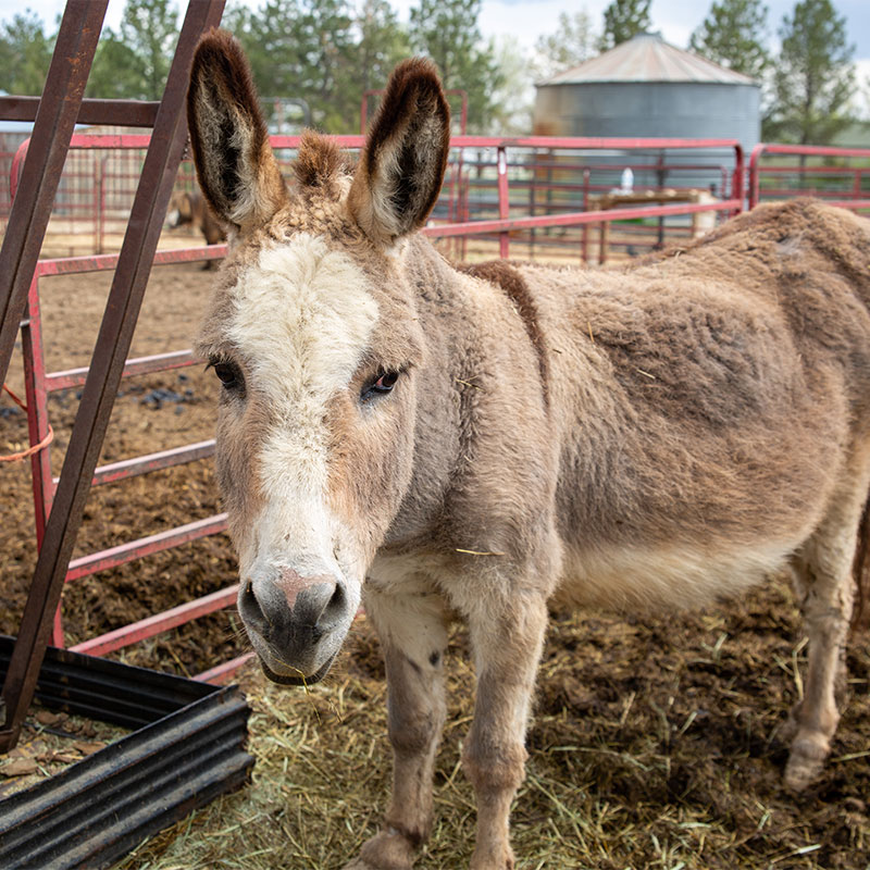 Donkey from Harvest Farm