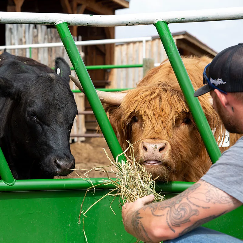 Cows from Harvest Farm