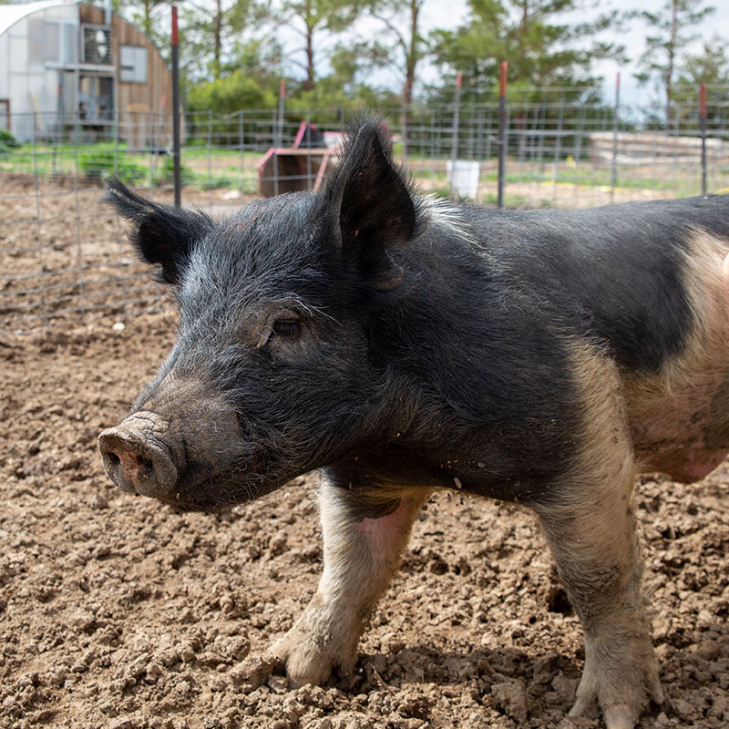 Pig from Harvest Farm