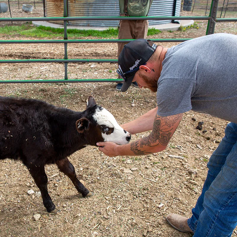 Cow from Harvest Farm and Livestock Coordinator
