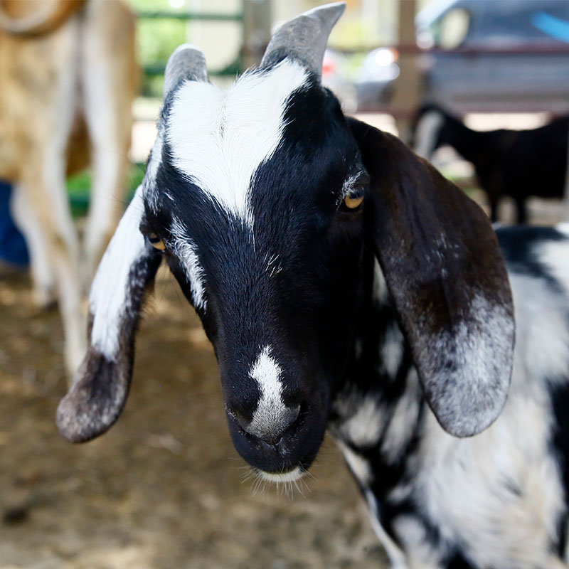 Goat from Harvest Farm
